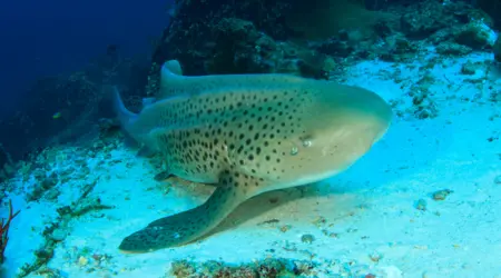 Thaïlande croisière Similan & îles du sud - promo