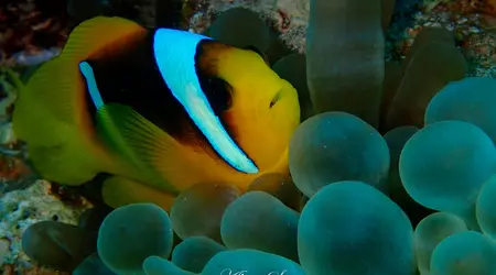 Egypte  Croisière Fury Shoal promotion