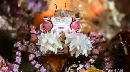 Indonésie Halmahera