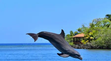Honduras  Roatan promotion