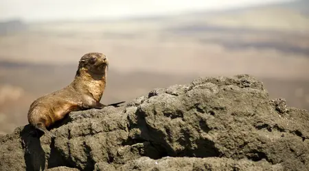 Equateur - Croisière Galapagos