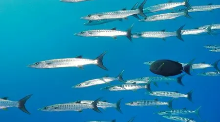 Arabie Saoudite Croisière Farasan Banks 