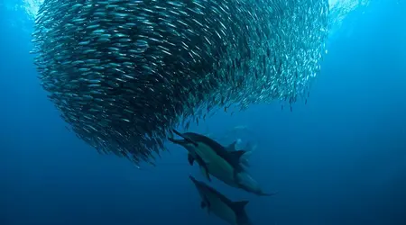 Afrique du Sud  Sardine Run 