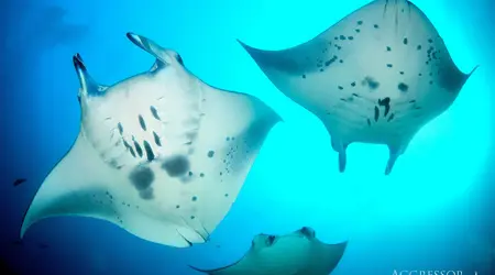 Maldives  Croisière Seafari Spéciale Sud 