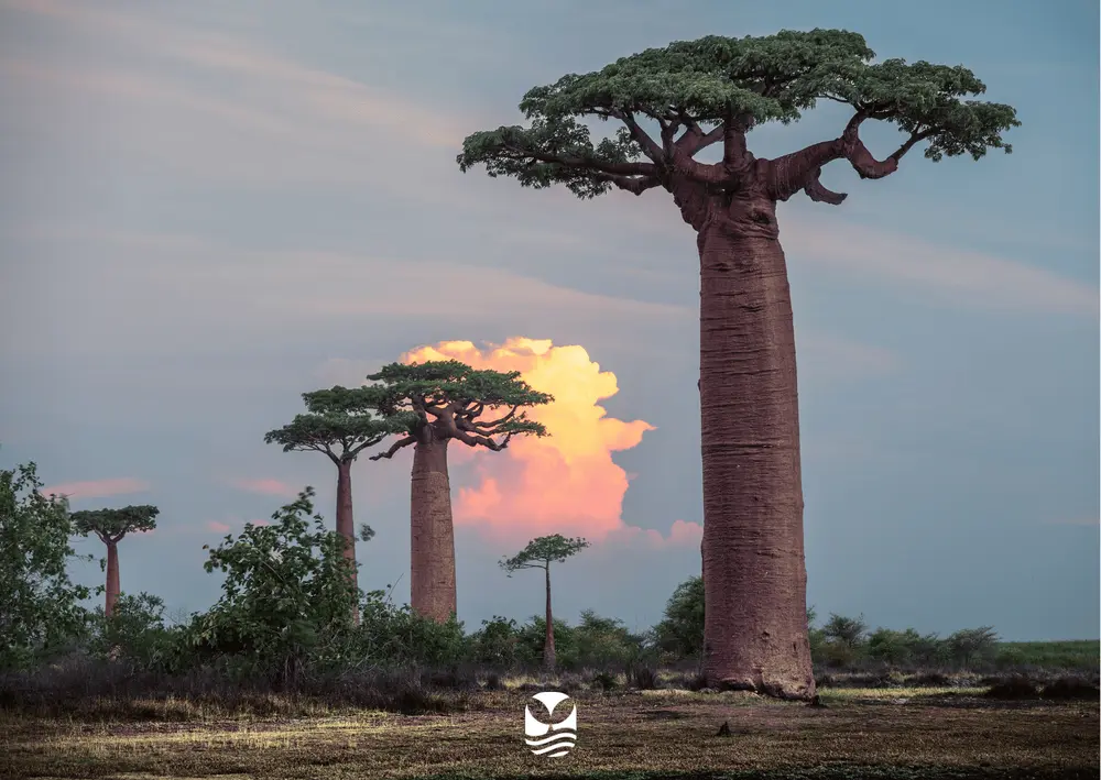 Voyage plongée Madagascar