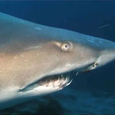 Requin taureau