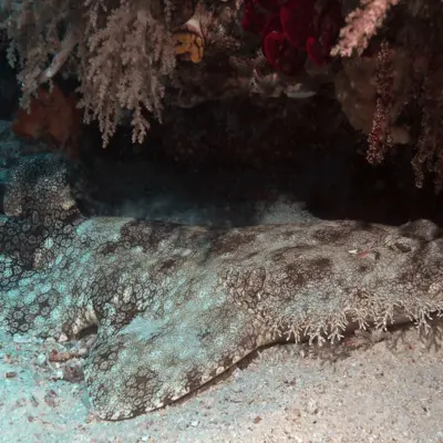 Requin tapis 