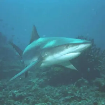 Requin gris 