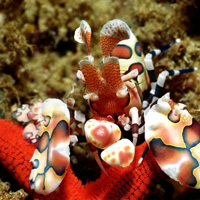 La crevette arlequin