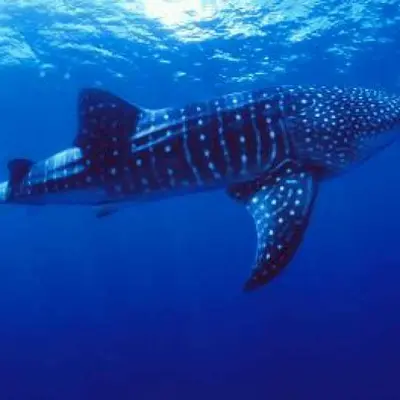 Requin baleine 