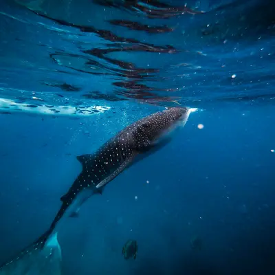 Requin baleine 