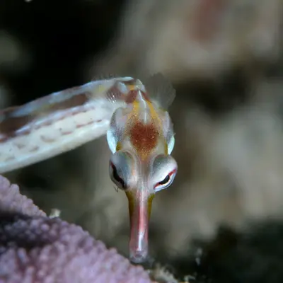 La syngnathe