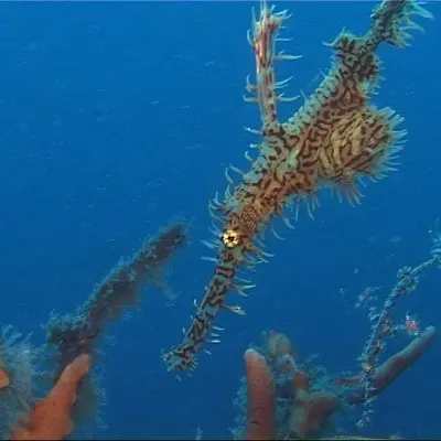Syngnathe fantôme arlequin