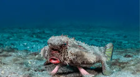 Poisson chauve-souris