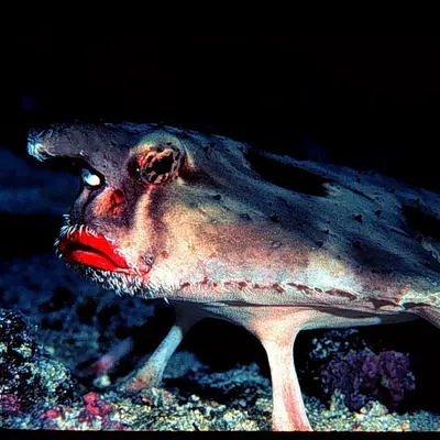 Poisson chauve-souris