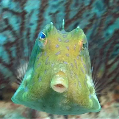 Poisson vache