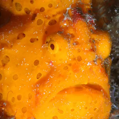 Poisson grenouille