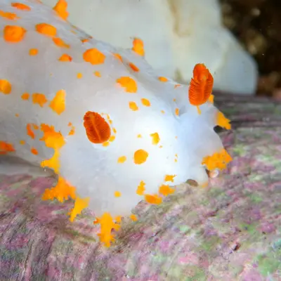 Nudibranches
