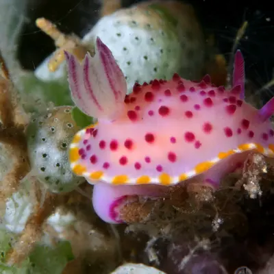 Nudibranches