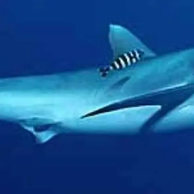 Requin soyeux 