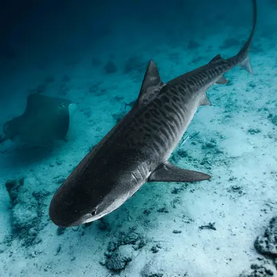 Requin tigre