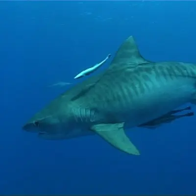 Requin tigre