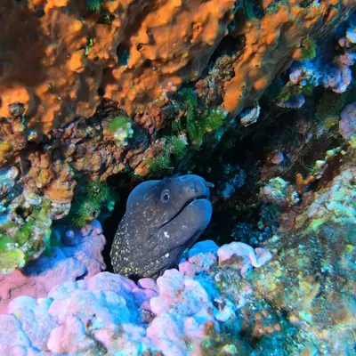 Murène