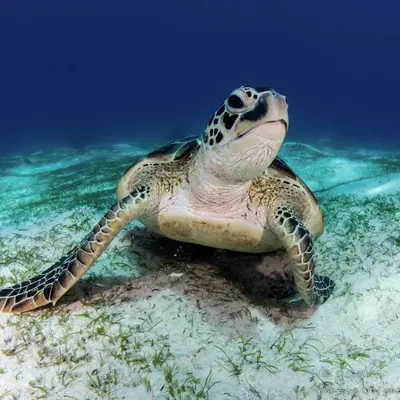Tortue de mer