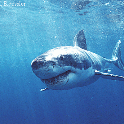 Grand requin blanc
