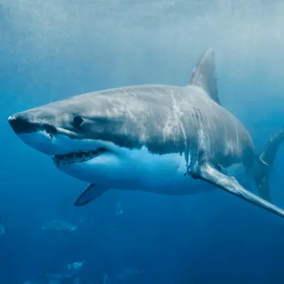 Grand requin blanc