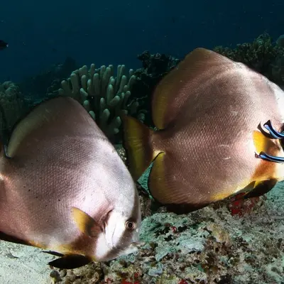 Poisson platax