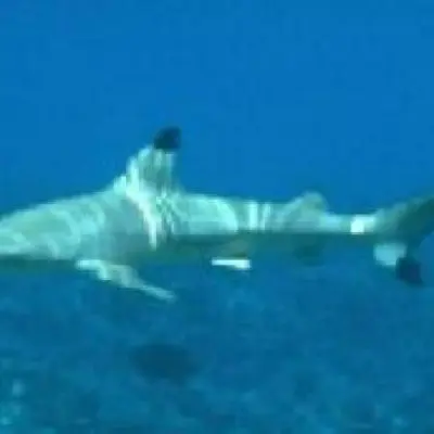 Requin pointe noire 