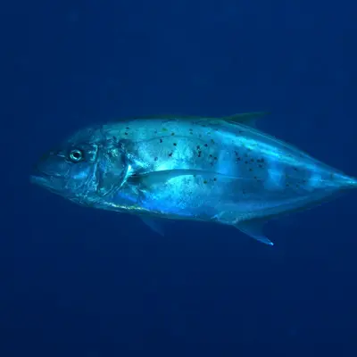 Carangues