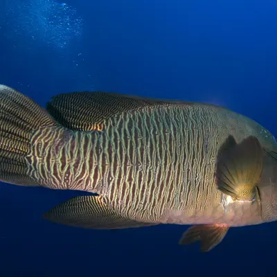 Poisson napoléon