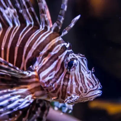 Poisson lion
