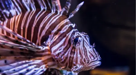 Poisson lion