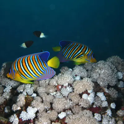 Poisson ange