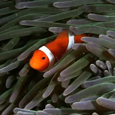 Poisson clown