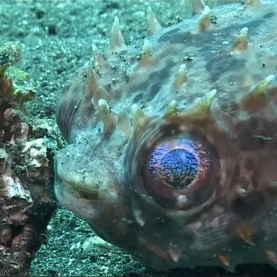 Poisson coffre
