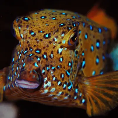 Poisson coffre