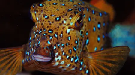 Poisson coffre
