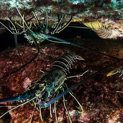 Langouste