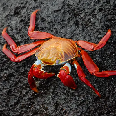 Crabe
