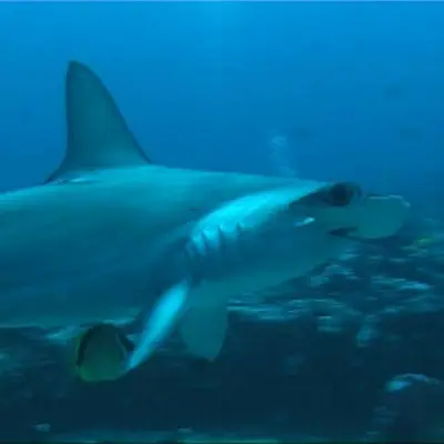 Requin marteau 