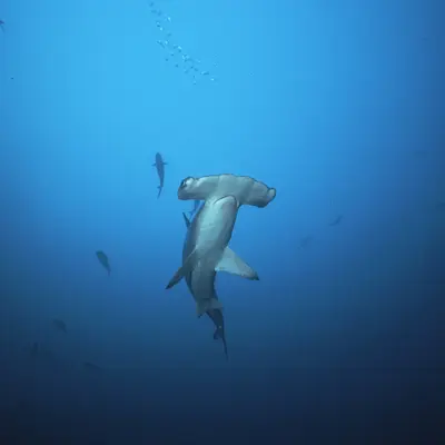 Requin marteau 