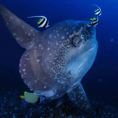 Poisson lune