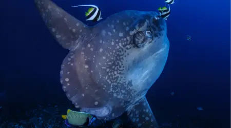 Poisson lune