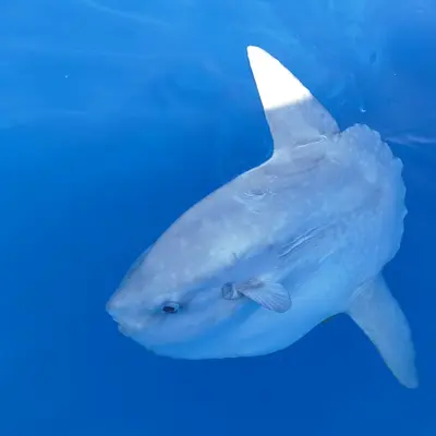 Poisson lune (mola mola)