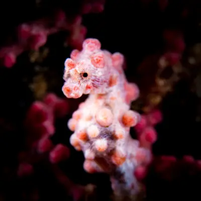 Hippocampe