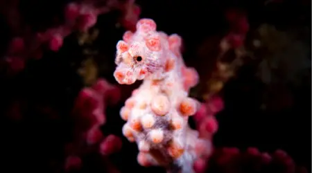 Hippocampe